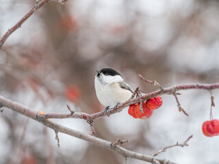 Cute bird the willow tit, song bird sitting on a branch without leaves in the winter.