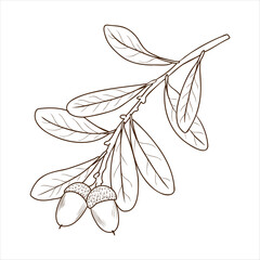 vector drawing branch of southern live oak tree with leaves and acorns , Quercus virginiana isolated at white background, hand drawn vintage illustration