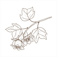 vector drawing branch of tulip tree with leaves and flowers , tulipwood, yellow-poplar, Liriodendron tulipifera isolated at white background, hand drawn vintage illustration