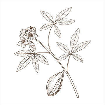 vector drawing branch of kapok tree with leaves, flowers and fruit , Java cotton, Ceiba pentandra isolated at white background, hand drawn vintage illustration