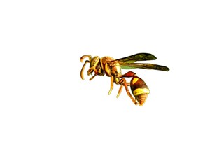 Common Wasp yellow jacket winged insect with narrow waist and stinger, living together in a nest with an egg-laying queen and non-reproducing workers