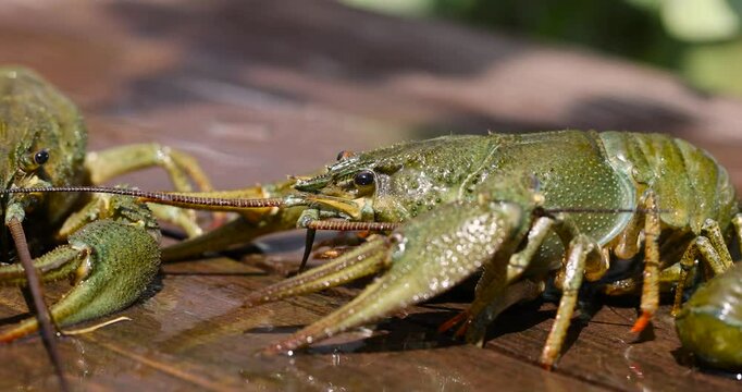 green crayfish caught in the lake on the table, live river crayfish on a wooden table at a picnic