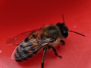 A bee taking a macro shot on a red background.