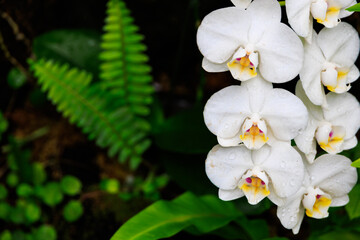 水滴が付いたファレノプシス