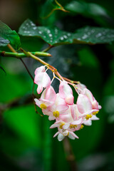 ピンク色の木立性ベゴニア