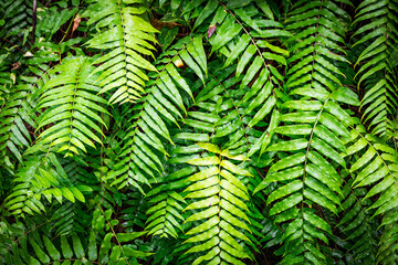 ピンク色の木立性ベゴニア