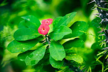 ハナキリンの花