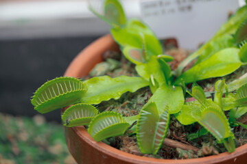 植木鉢のハエトリクサ