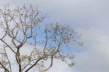 Many Asian Openbill were sitting on the branches of a large tree that didn't have many leaves.