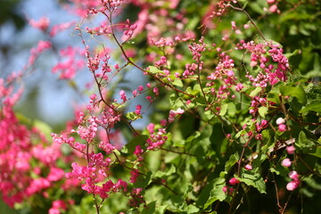 Blossoming pink coral vine mexican creeper flower with its green leaf line.