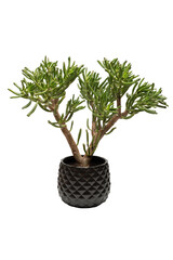 Crassula Ovata Gollum with White Background