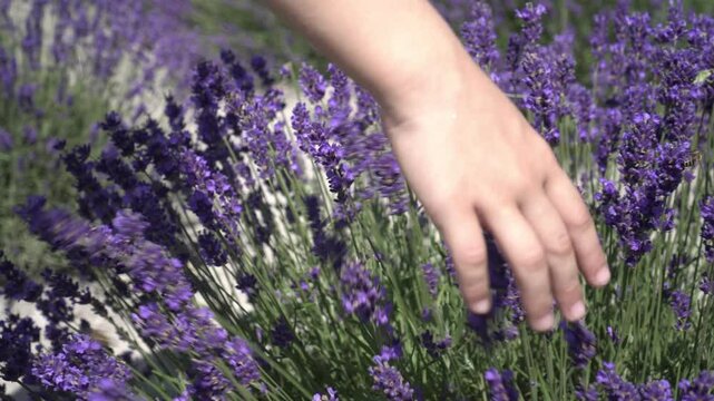 Child's hand touching blooming lavender. Child in lavender field