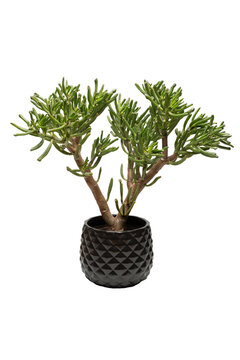 Crassula Ovata Gollum with Transparent Background