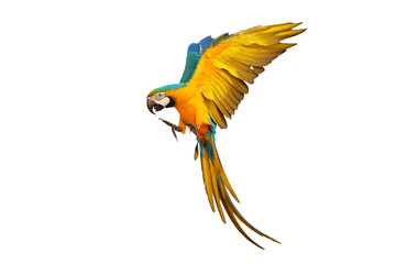Colorful flying Blue and Gold Macaw parrot isolated on transparent background png file © Passakorn