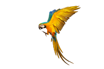 Colorful flying Blue and Gold Macaw parrot isolated on transparent background png file