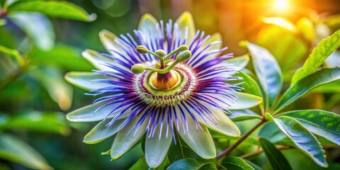 Amazing closeup of a passion flower in its natural habitat, passion flower, closeup, nature