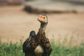Young native chickens