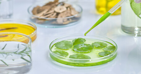 Close-up image of a dropper dropping liquid into a petri dish filled with green leaves, surrounded by various herbs, roots and laboratory equipment, showcasing scientific research