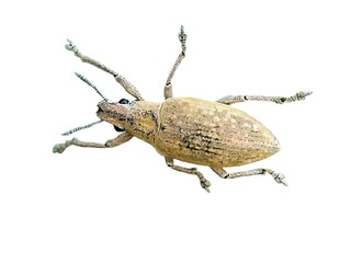 Gold Dust Beetle hypomeces squamosus fabricius (Arthropoda: Insecta: Coleoptera: Curculionidae). high resolution macro photos