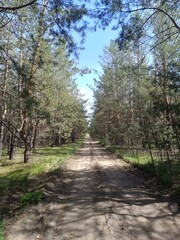 Obraz premium Path in the forest. Pine forest in summer.