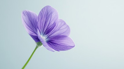 Close-up of a violet flower, purple petals in full bloom, soft green backdrop, on solid white background, single object
