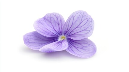 Obraz premium Close-up of a violet flower, purple petals in full bloom, soft green backdrop, on solid white background, single object