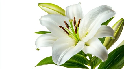 Obraz premium Close-up of a white lily in full bloom on solid black background, elegant petals with soft lighting for wedding content.