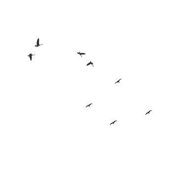 Geese flying in the sky on transparent background. PNG file
