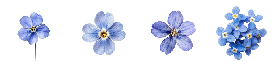 Fototapeta premium A collection of delicate blue flowers showcasing various stages of bloom, perfect for nature-themed projects and designs. transparent background