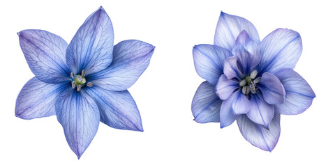 Beautiful blue flowers with delicate petals and unique patterns, perfect for nature-themed designs and artistic projects. transparent background