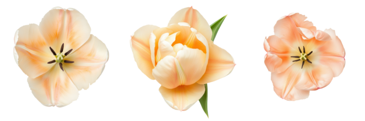 Beautiful soft peach tulip flowers in various stages of bloom, perfect for spring and floral designs. transparent background
