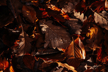 Autumn Leaves Covered in Dew Drops Under Soft Morning Light