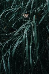 Dew-Covered Grass Blades in Moody Autumn Morning