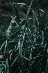 Morning Dew on Autumn Grass Blades – A Close-Up Nature View