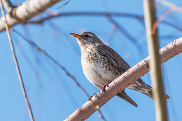 Fieldfare is sitting on branch in winter or autumn on blue sky background.
