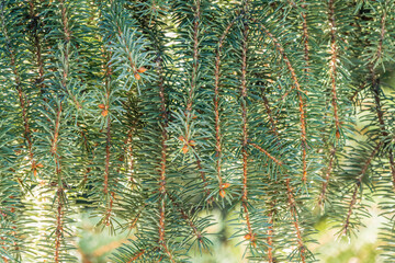 Fir branch with needles in the sunset light