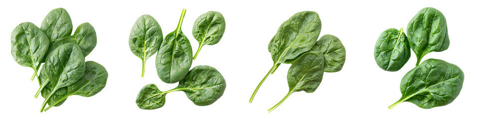 Fototapeta premium Fresh spinach leaves arranged beautifully for healthy cooking and nutrition, perfect for salads and recipes. transparent background
