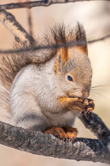 The squirrel with nut sits on tree in the winter or late autumn