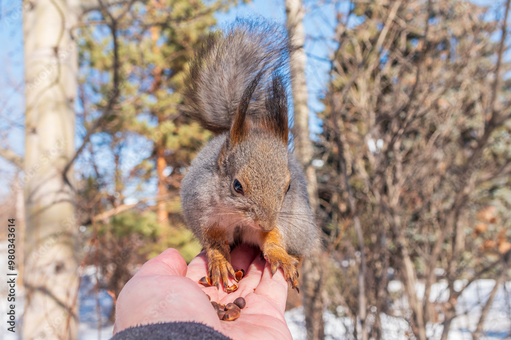 Wall mural Squirrel eats nuts from a man's hand. Caring for animals in winter or autumn.