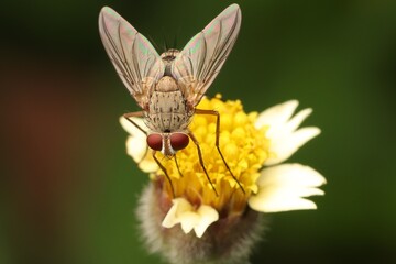 A macro photograph of a fly perched on a yellow flower, with its wings spread and its red eyes visible. This image is perfect for illustrating nature, insects, and pollination. Green blurred backgroun