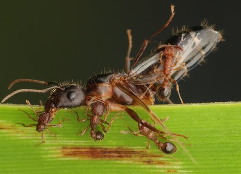 A close-up photograph of several ants interacting on a green leaf. Several small ants attacking a large ant (ant war). Green blurred background