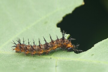 A close-up photograph of a spiky caterpillar crawling across and eating a green leaf. This image is perfect for educational purposes or for illustrating the life cycle of a butterfly.