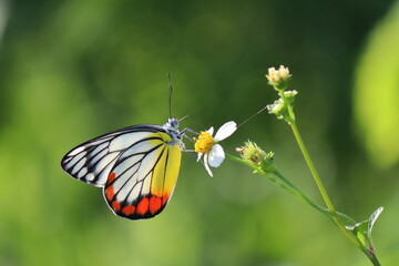Macro photo of a vibrant butterfly with red, yellow, and white wings rests on a tiny white flower, showcasing the beauty of nature. Perfect for websites, social media, or print materials.