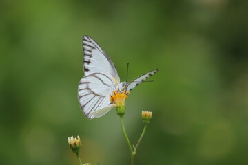 Macro photo of a beautiful white butterfly with black veins on its wings rests on a yellow flower.  This image is perfect for nature, spring, and wildlife-themed projects. Green blurred background