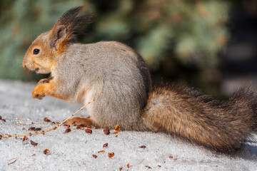 The squirrel in winter sits on white snow.