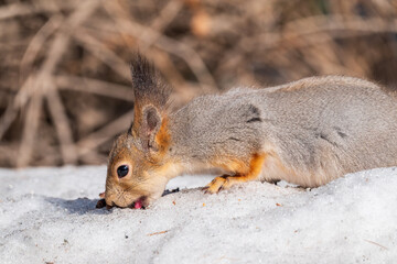 Fototapeta premium The squirrel in winter sits on white snow.