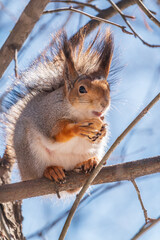 The squirrel with nut sits on tree in the winter or late autumn
