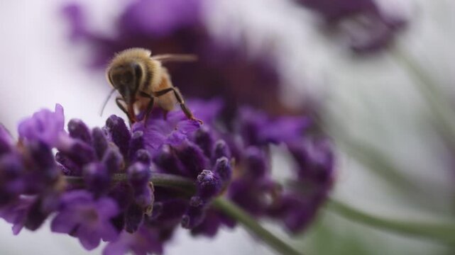 Honeybee Pollinating Flowers & Lavender. 