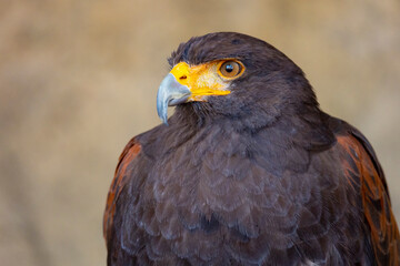 Close up detailed shot of a Harris's hawk (Parabuteo unicinctus), also known as bay-winged hawk and...