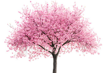 Obraz premium Sakura tree with pink blossoms stands alone against a white background 